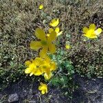 Ranunculus millefoliatus 花