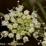 Angelica heterocarpa Квітка