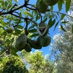 Juglans hindsii ഫലം