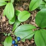 Clintonia borealis Fruit