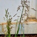 Poa pratensis 整株植物