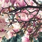 Magnolia × soulangeana Цветок
