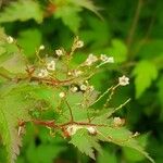 Neillia incisa Flower