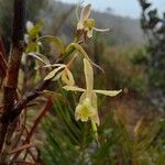 Epidendrum pittieri പുഷ്പം