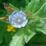 Echium parviflorum Flor