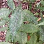 Helianthus occidentalis Leaf
