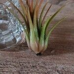 Tillandsia ionanthaList