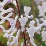 Plectranthus ernstii