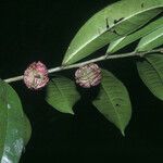 Neoptychocarpus apodanthus Froito