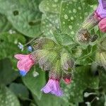 Pulmonaria officinalis Flor