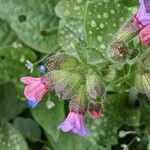 Pulmonaria officinalis 花