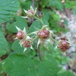 Rubus pedemontanus Flower