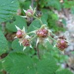 Rubus nigricans ᱮᱴᱟᱜ