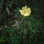 Oenothera biennis Lapas