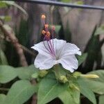 Mirabilis longiflora Flor