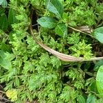 Sedum sarmentosum Leaf