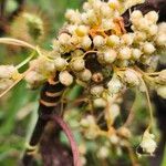 Cuscuta pentagona 花