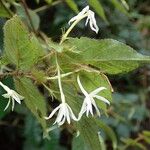 Jasminum preussii