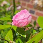Rosa gallica Lorea
