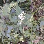 Ageratina aromaticaÕis