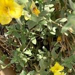 Oenothera drummondii Blatt