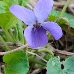 Viola odorata Fleur