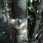 Crataegus azarolus 樹皮