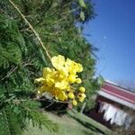 Peltophorum pterocarpum Çiçek