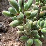Crassula rogersii Hoja