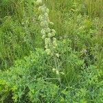 Baptisia alba Frukto