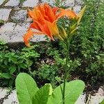 Hemerocallis fulva Flower