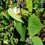 Amelanchier alnifolia পাতা