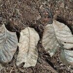 Milicia excelsa Leaf