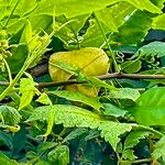 Cardiospermum grandiflorum Leaf