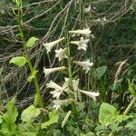 Cardiocrinum giganteum Blüte