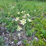 Anticlea elegans Flower