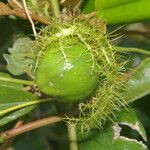 Passiflora ciliata Ffrwyth