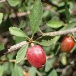 Prunus prostrata Fruit