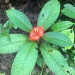 Psychotria poeppigiana Λουλούδι