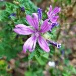 Malva sylvestrisFlower