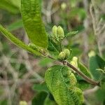 Lonicera morrowii Лист