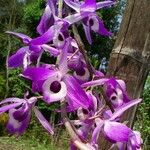 Dendrobium lituiflorum Blomst