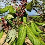 Aesculus pavia Feuille