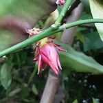 Disocactus ackermannii Blüte