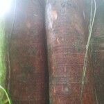 Brosimum acutifolium Corteza