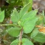 Lotus parviflorus Leaf