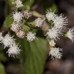 Ageratina rothrockii Žiedas