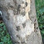 Combretum kraussii Bark