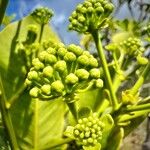 Myodocarpus involucratus Blodyn