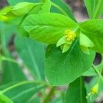 Euphorbia carniolica Folha